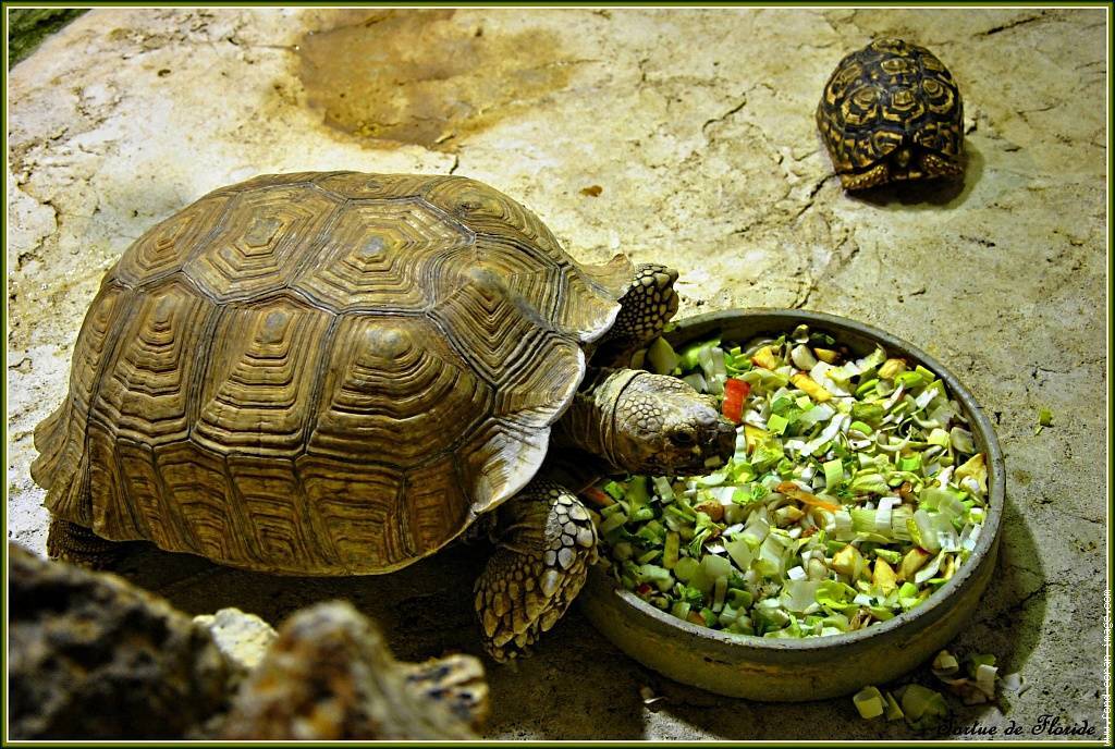 Выбор здоровой черепахи