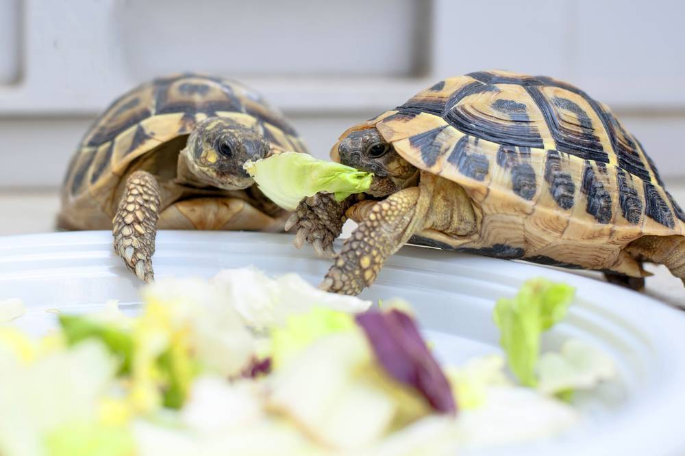 Чем питаются черепахи в природе и домашних условиях: это познавательно