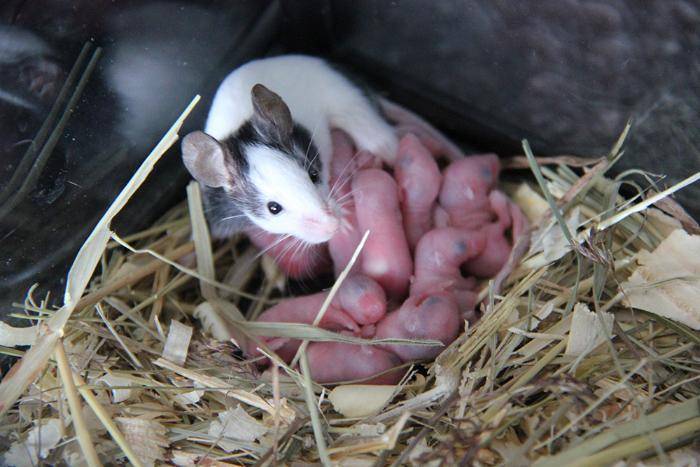Сколько живут мыши в природе и домашних условиях