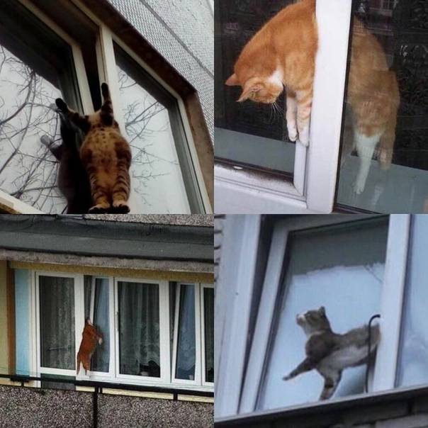 Безопасность кошек в окнах – это просто, но необходимо