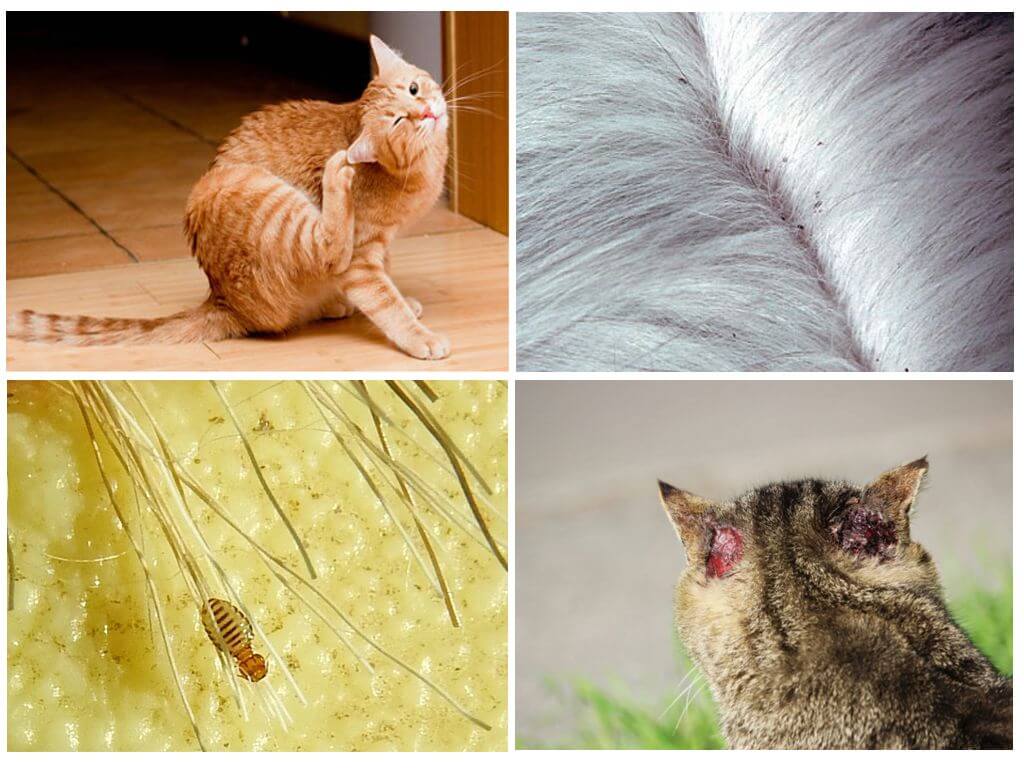 Как часто нужно глистогонить кошку? лямблиоз и токсоплазмоз.