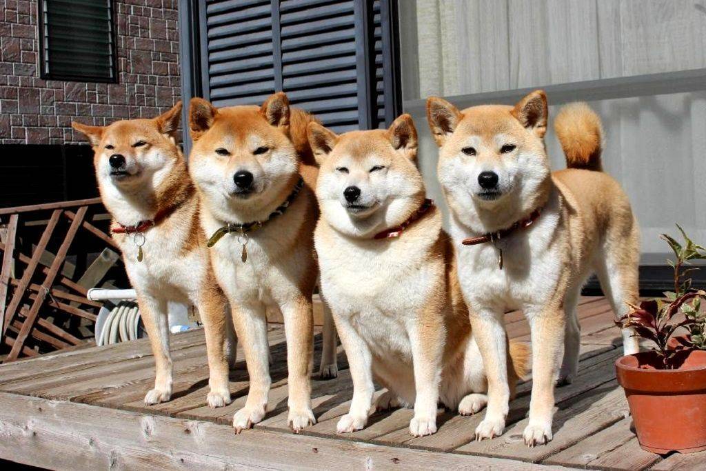 Японские породы собак с фото, названиями и описаниями