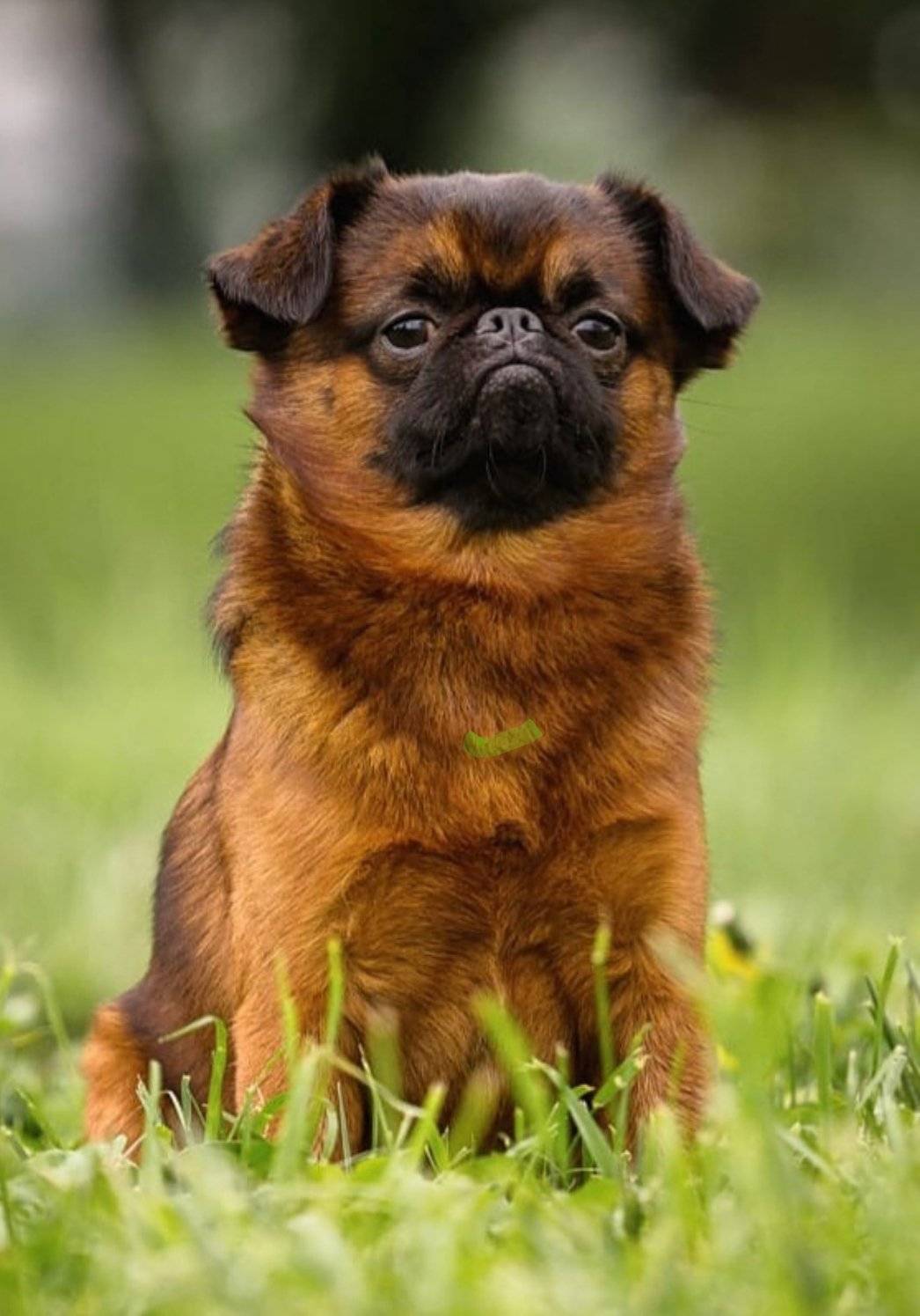Порода собаки брабансон: описание, характер, дрессировка, уход