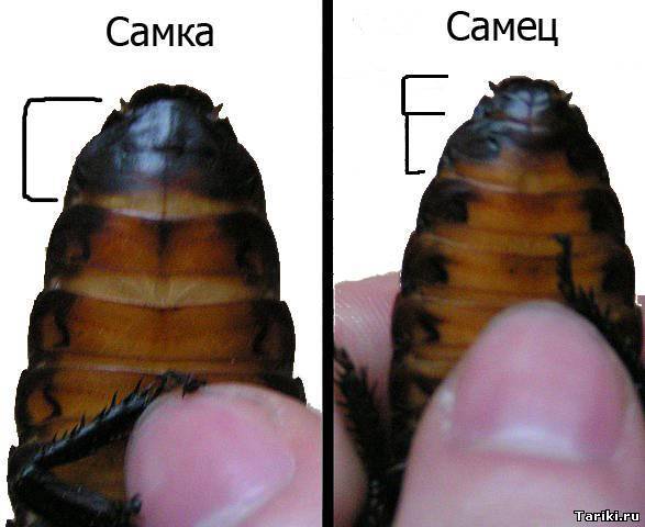 Как правильно разводить туркменского таракана? описание насекомого и оптимальных условий содержания