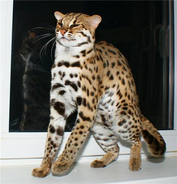 Леопардовая порода кошек