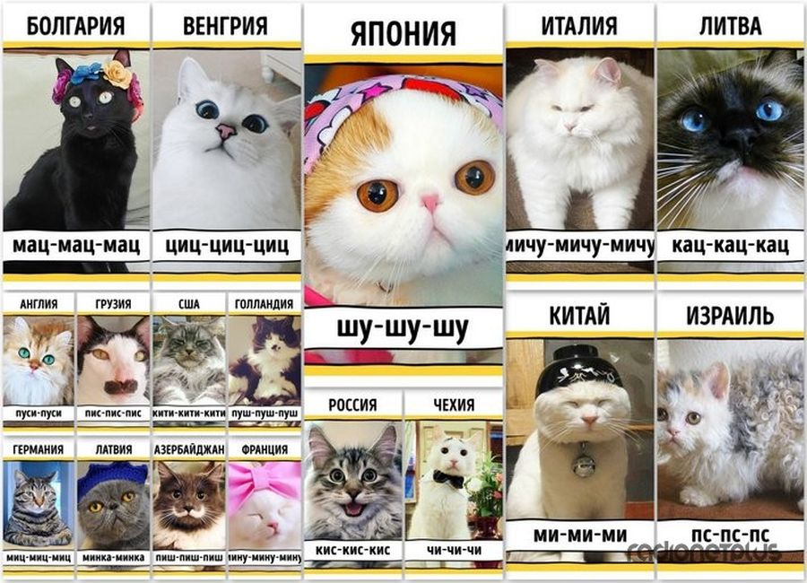 Как подзывают кошек в разных странах мира