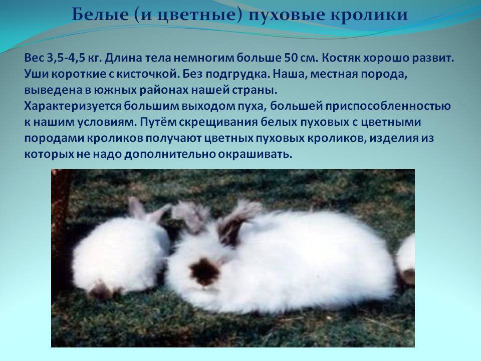 Ангорский кролик - история происхождения, описание, разведение, уход, кормление, плюсы и минусы - домашние наши друзья