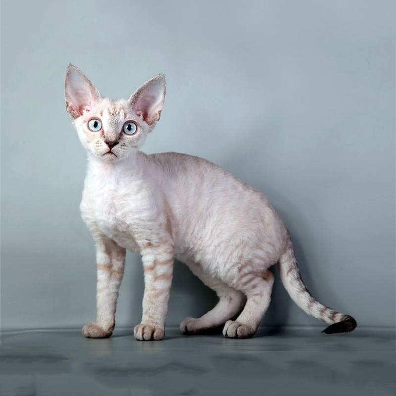 Гипоаллергенные породы кошек с фотографиями - для людей с аллергией - kisa.su