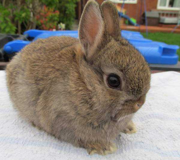 Голландский карликовый кролик: история, содержание и характер породы, фото и отзывы