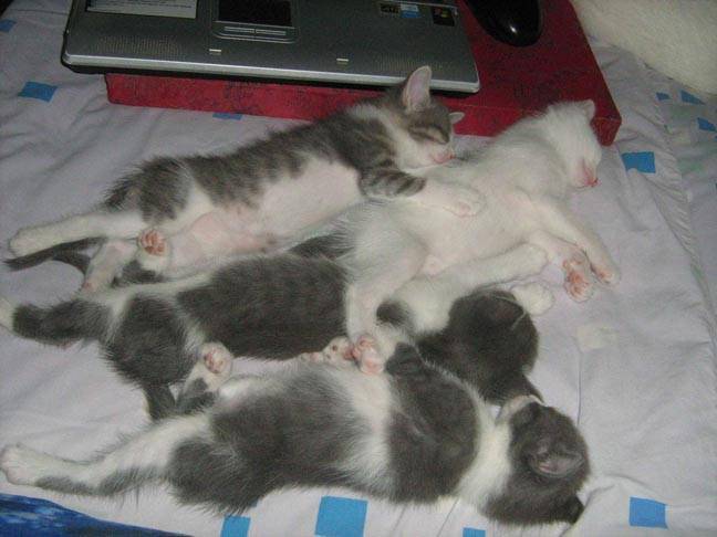 Беременность кошки и роды » kuguarlend