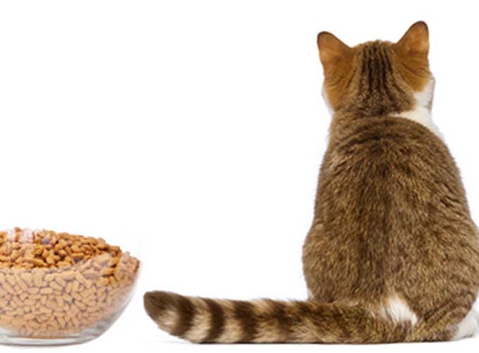 Кошка не ест: причины и решения | optimeal