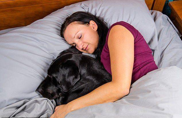 Можно ли чтобы собака ночевала с хозяином в одной постели: причины