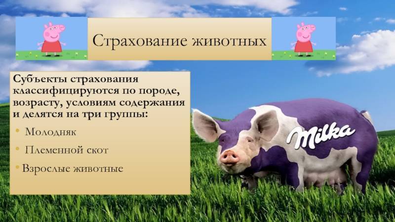 Виды и способы оформления страховки в германии