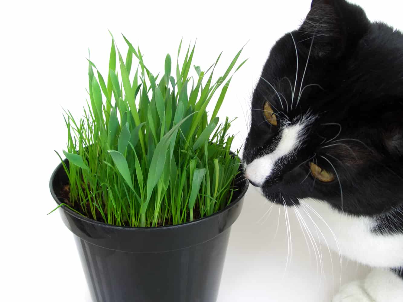 Почему кошки едят траву: 5 возможных причин, выращивание травы дома, полезные и вредные растения