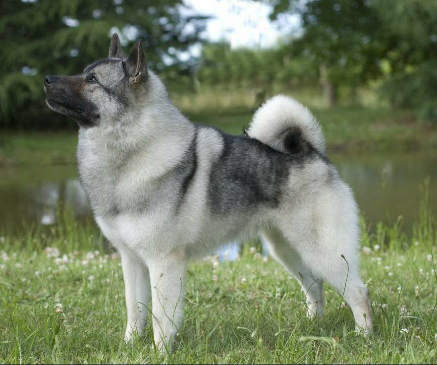Норвежский элкхаунд (лосиная лайка): описание породы, характер и уход за собакой, + фото