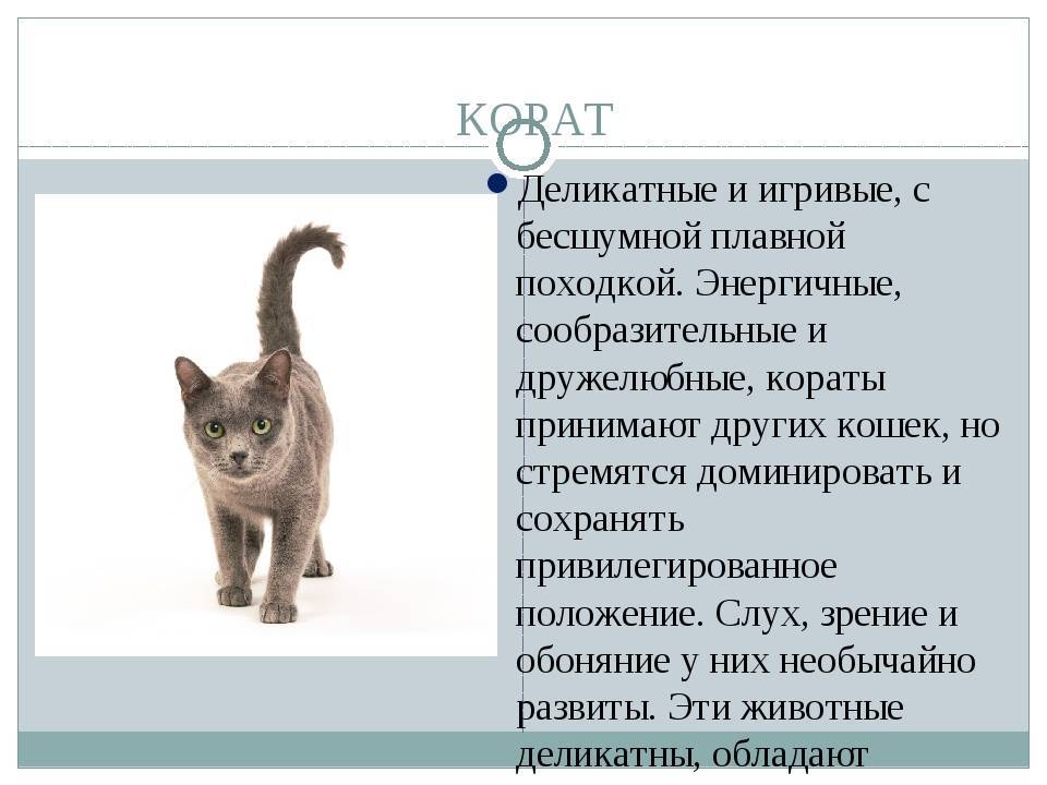 Порода корат кошка описание породы