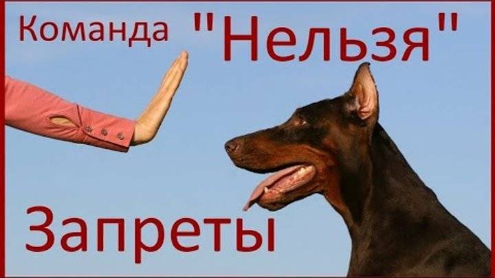 Чем отличаются запрещающие команды «фу» и «нельзя»? | дрессировка и воспитание собак