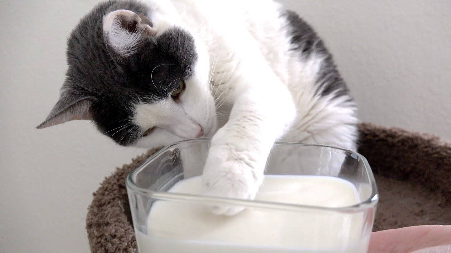 Можно ли кормить кошку молоком?