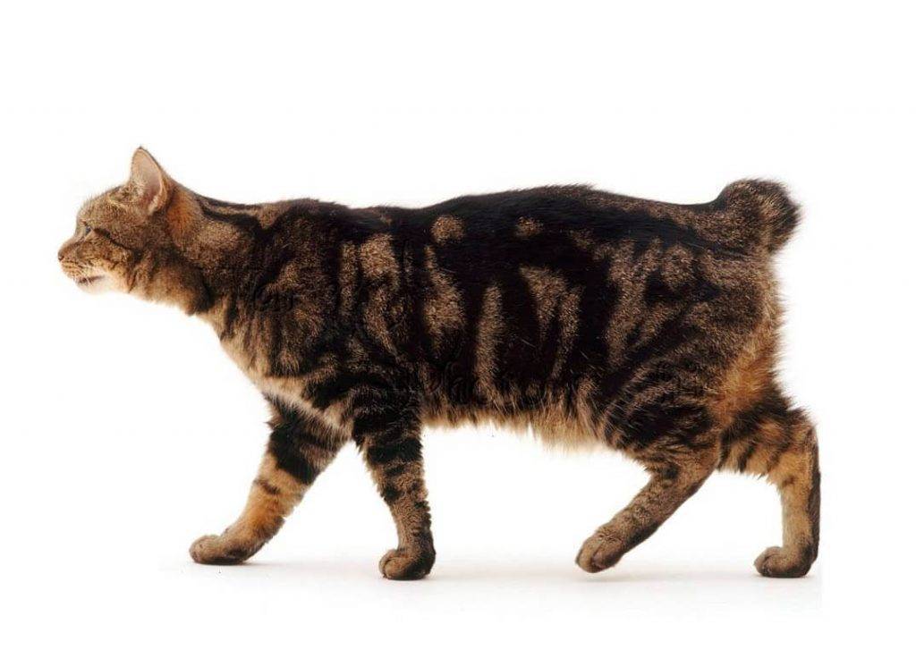 Порода кошек без хвоста