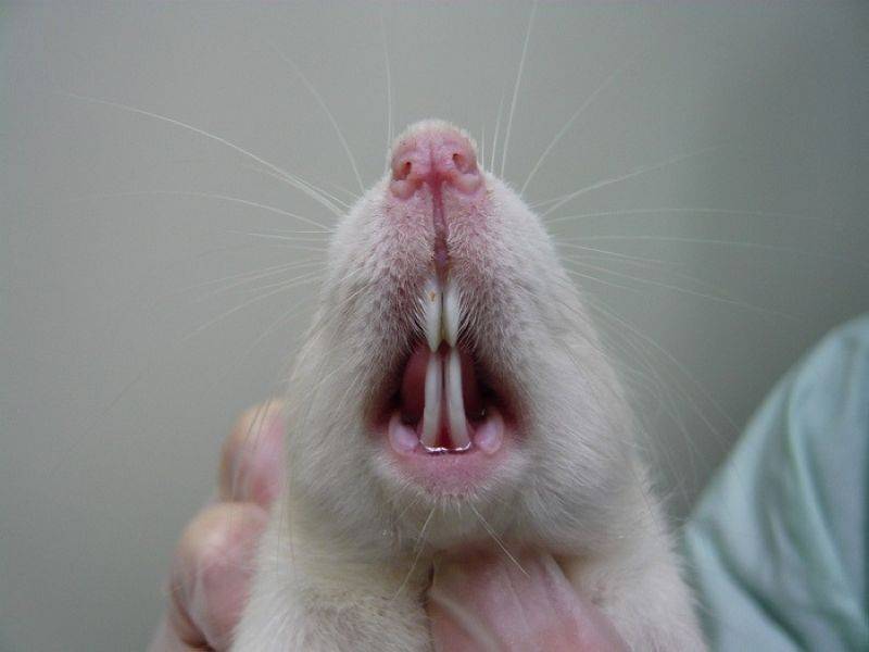Болезни крыс, которые сопровождаются тяжелым дыханием с хрипами и методы лечения