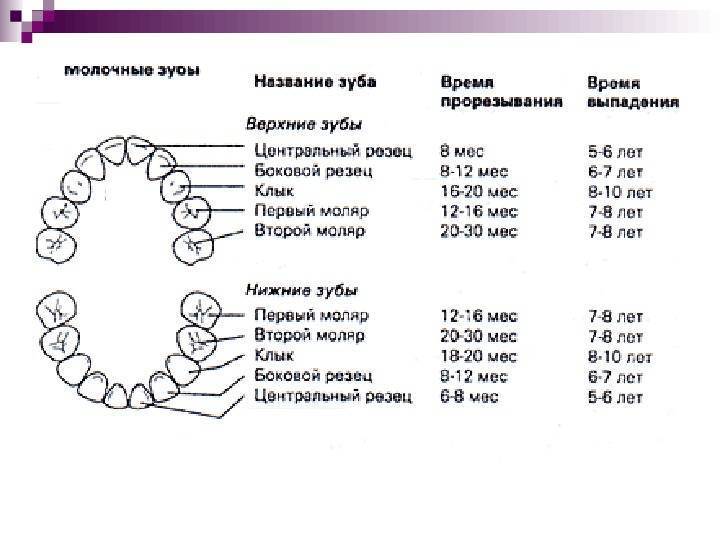 Смена зубов у котят: когда происходит, особенности, что делать если молочные не выпадают