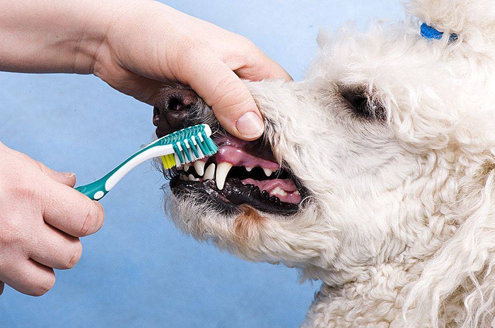 Чистка зубов ультразвуком собаке | страж чистоты