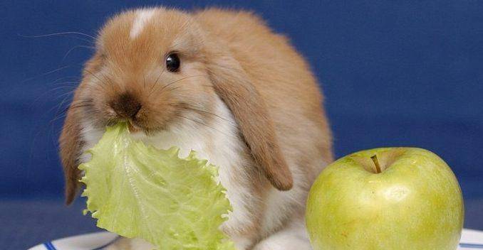 Как правильно кормить кроликов топинамбуром?