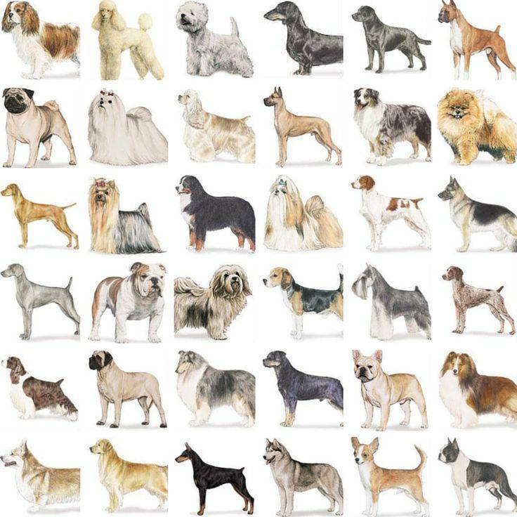 Русская собака дворняжка: описание и характеристики породы, достоинства дворняг