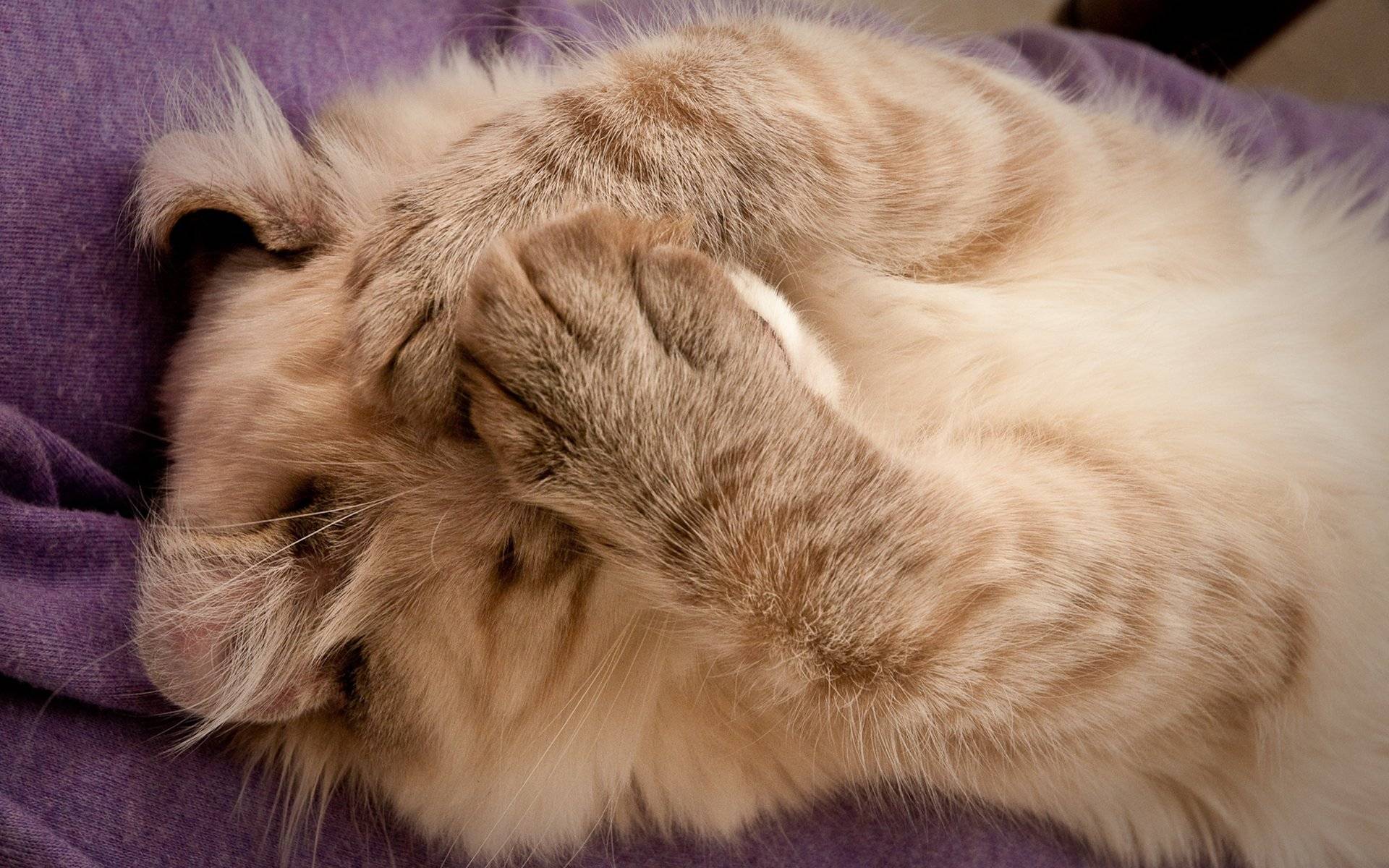 Кошка трется о ноги хозяина – что означает такое поведение, почему котенок лезет мордой в лицо?