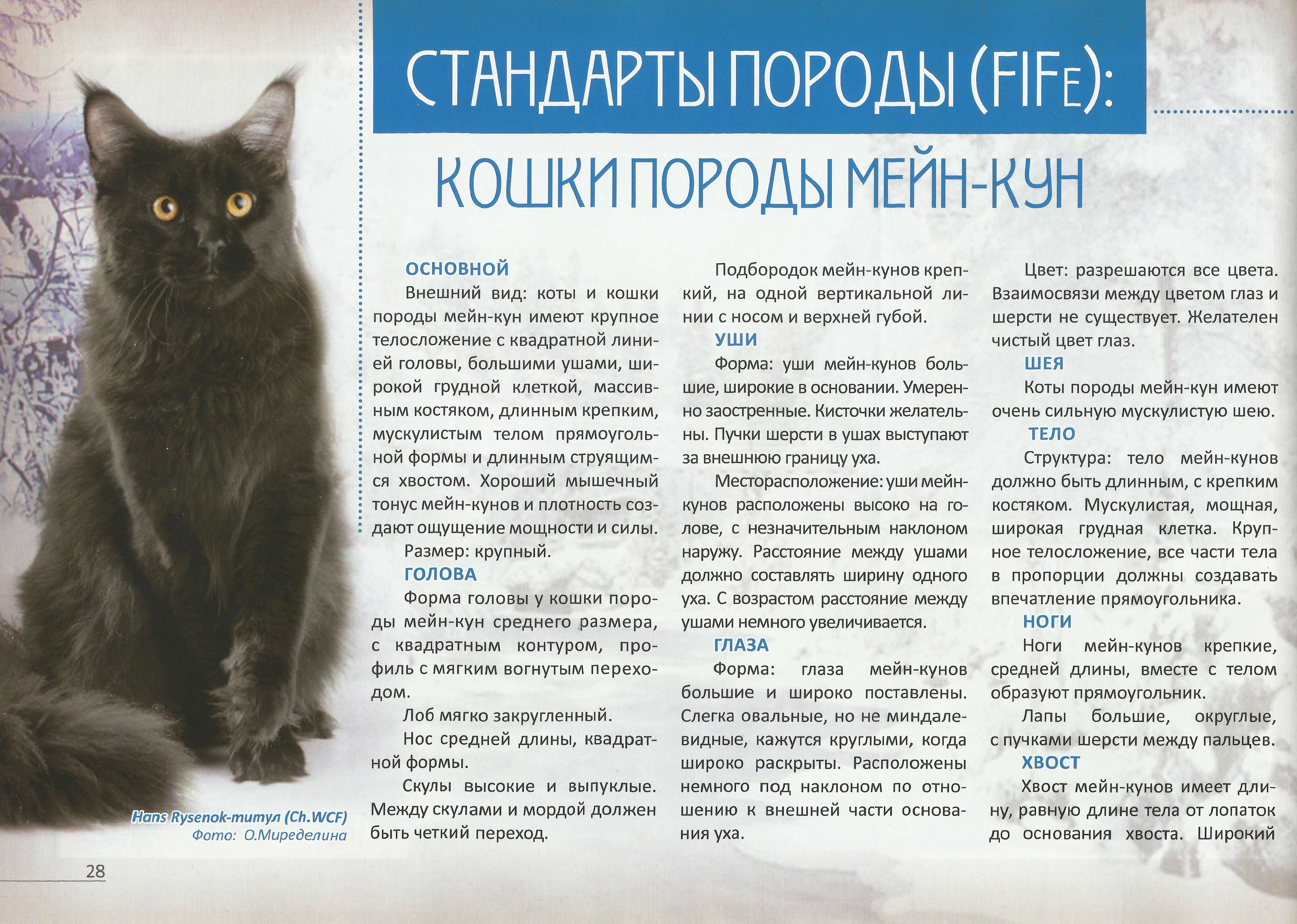 Мейн-кун