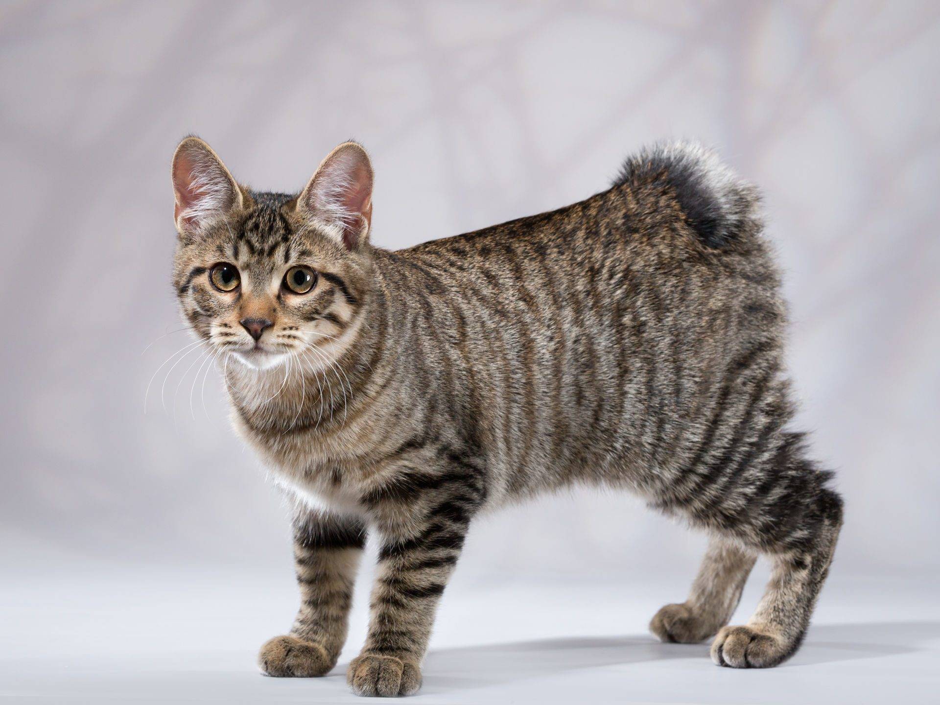 Самые популярные породы кошек без хвоста