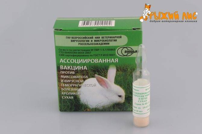 Вгбк — вирусная геморрагическая болезнь кроликов — профилактическая вакцина вгбк, симпномы и методы борьбы с болезнью