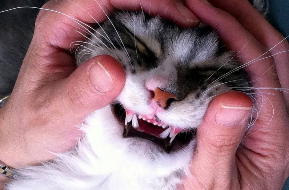 Гингивит у кошек - диагностика и эффективные методы лечения (125 фото и видео)