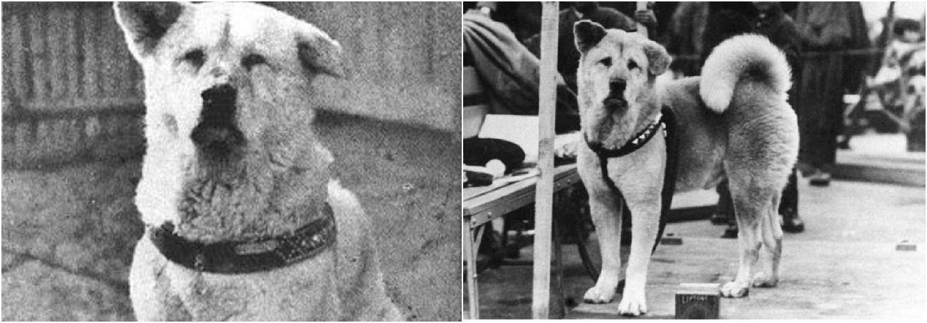 Собака хатико — реальная история, фото, название породы и фильмы