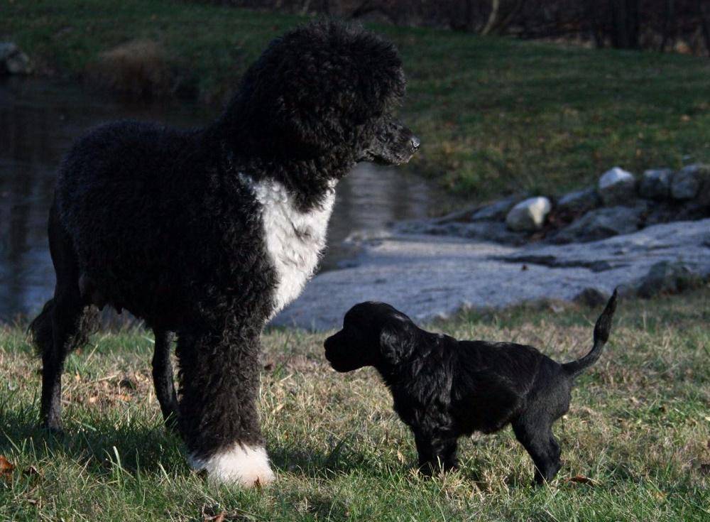 Португальская водяная собака — характеристики и правила содержания и ухода