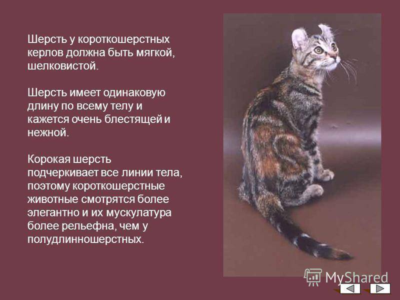 Анатолийская кошка (турецкая короткошерстная): история, характер и особенности содержания