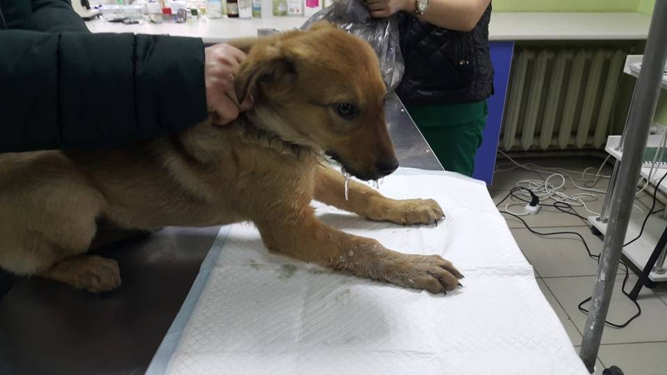Парвовирусная инфекция у собак: симптомы и лечение