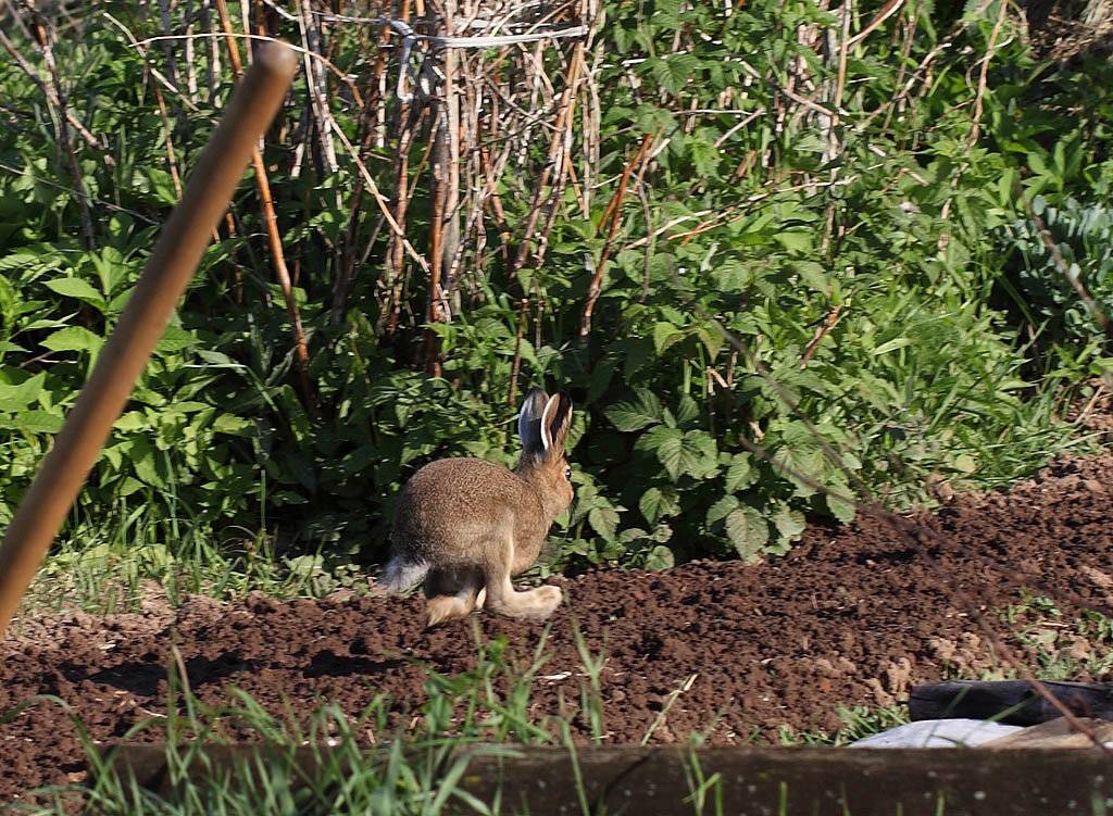 Ловля кроликов в различных условиях: как сделать ловушки своими руками