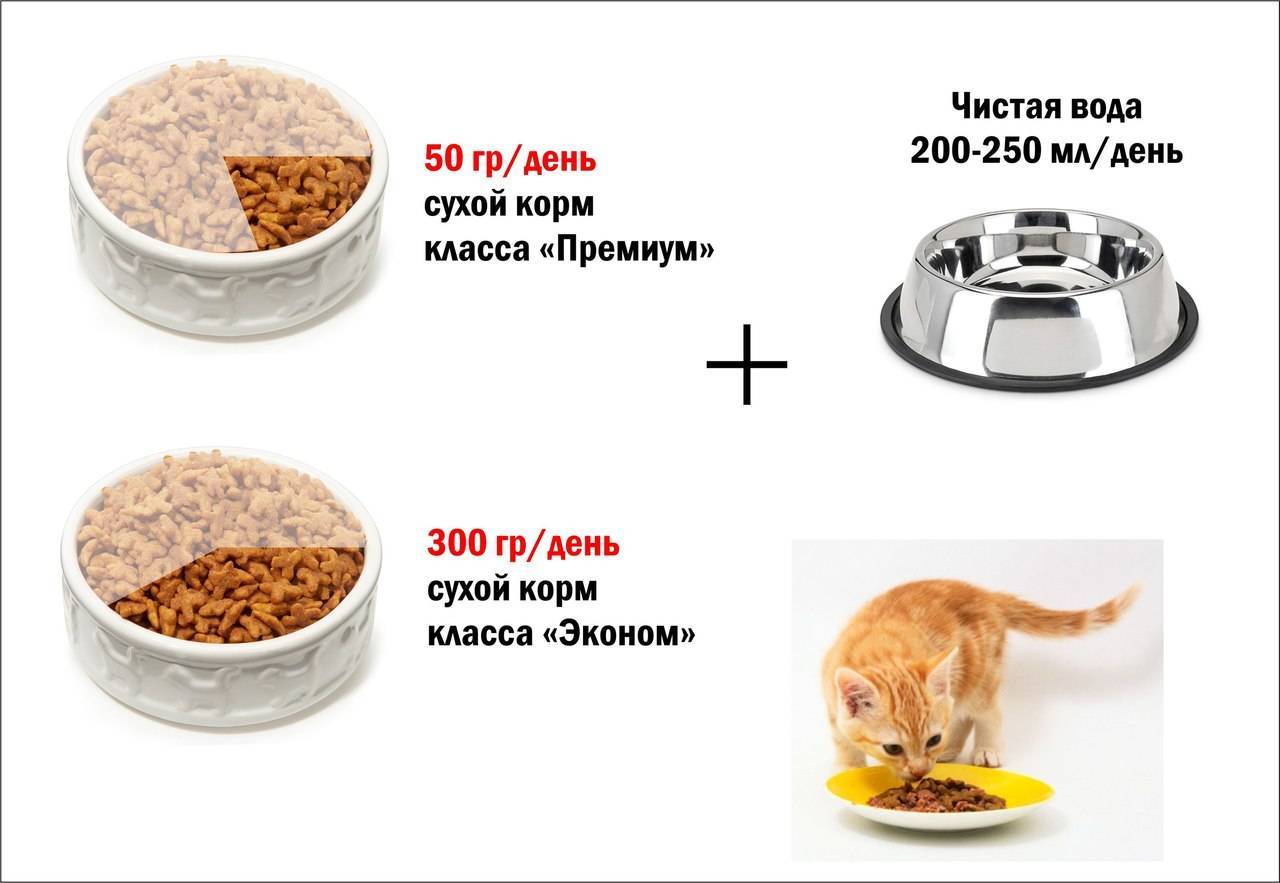 Когда и как переводить котенка на сухой корм | ваши питомцы