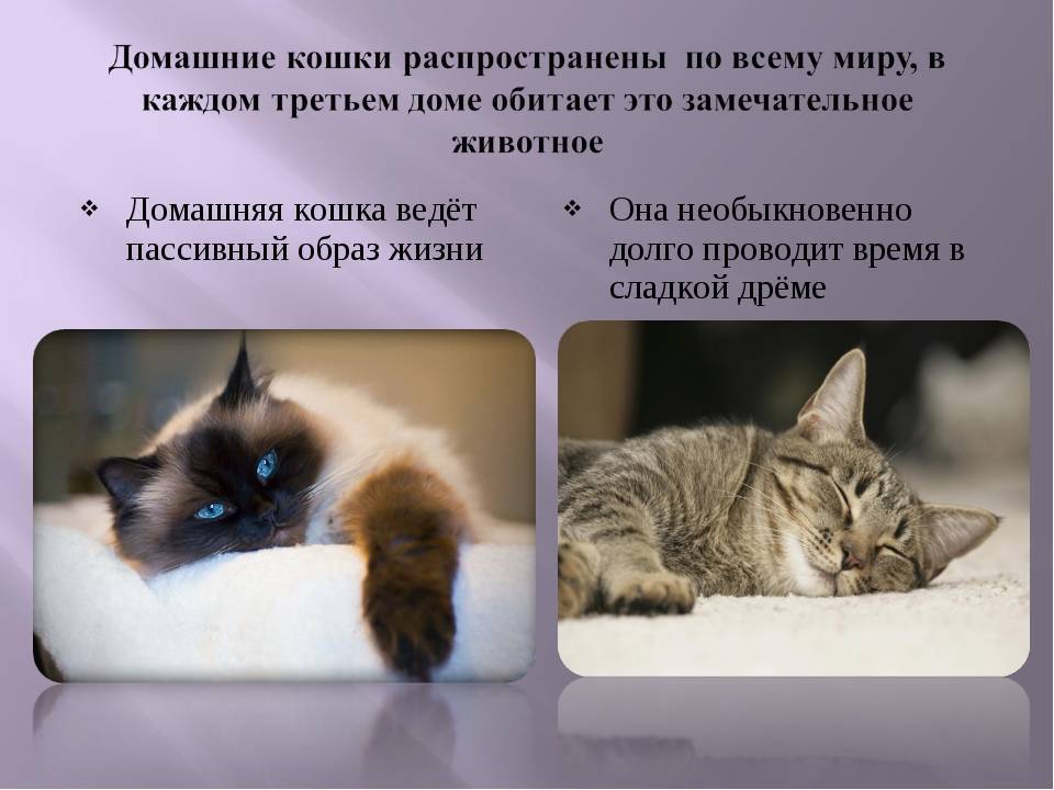 Беспородные кошки: внешний вид, особенности содержания и кормления, отличия дворовых котов