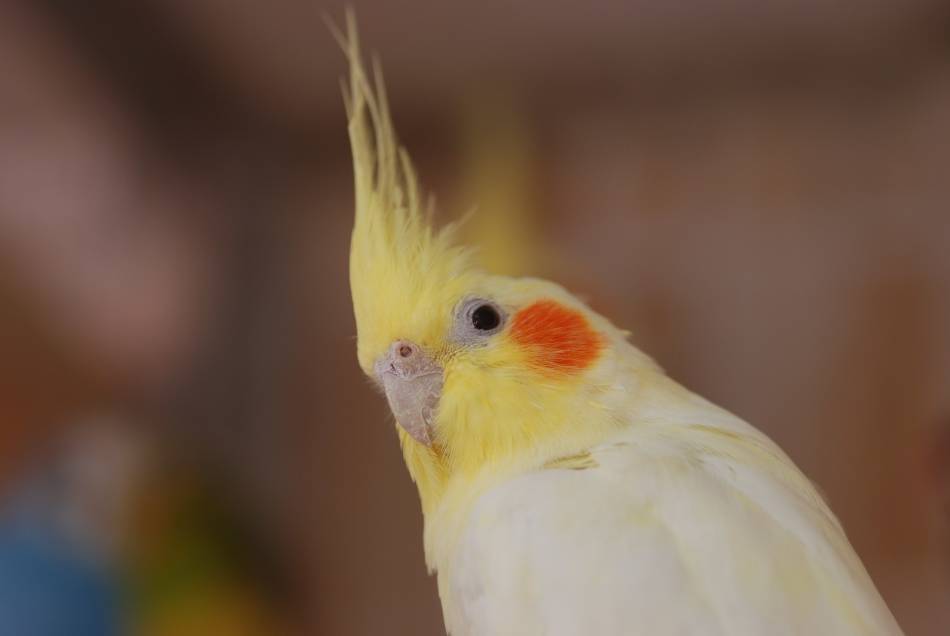 Виды корелл: разновидности окрасов попугая