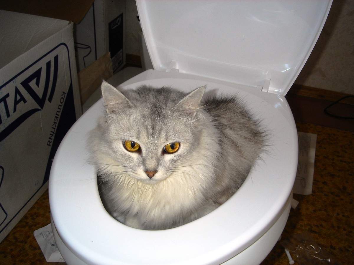 5 рекомендаций как заставить котенка сходить в туалет - kotiko.ru