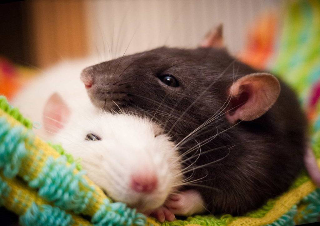 Болезни декоративных крыс — важные советы