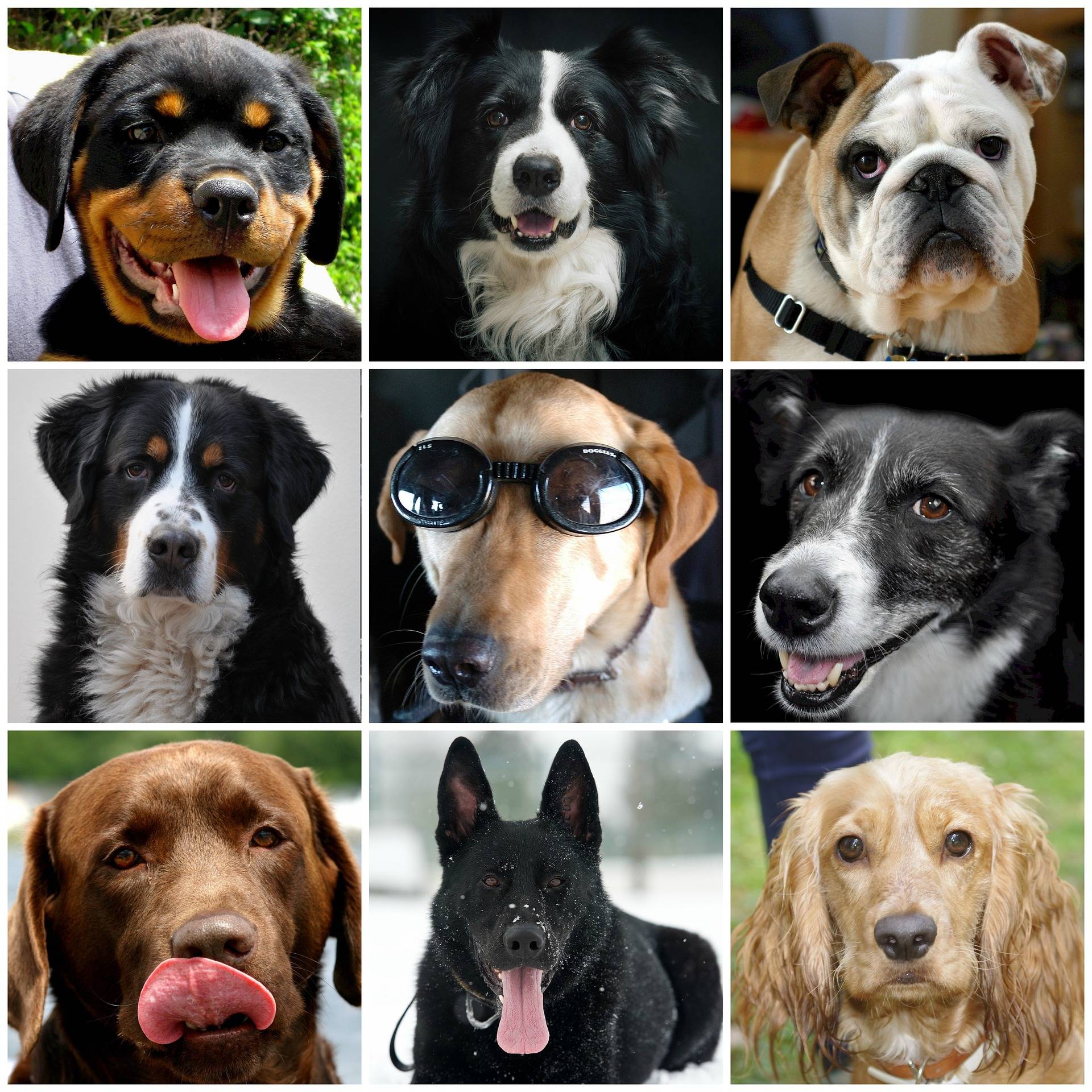 Гладкошерстные собаки среднего размера – 33 породы