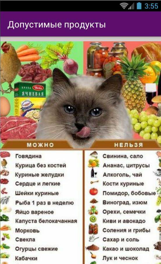 Чем кормить британского котенка и режим его питания