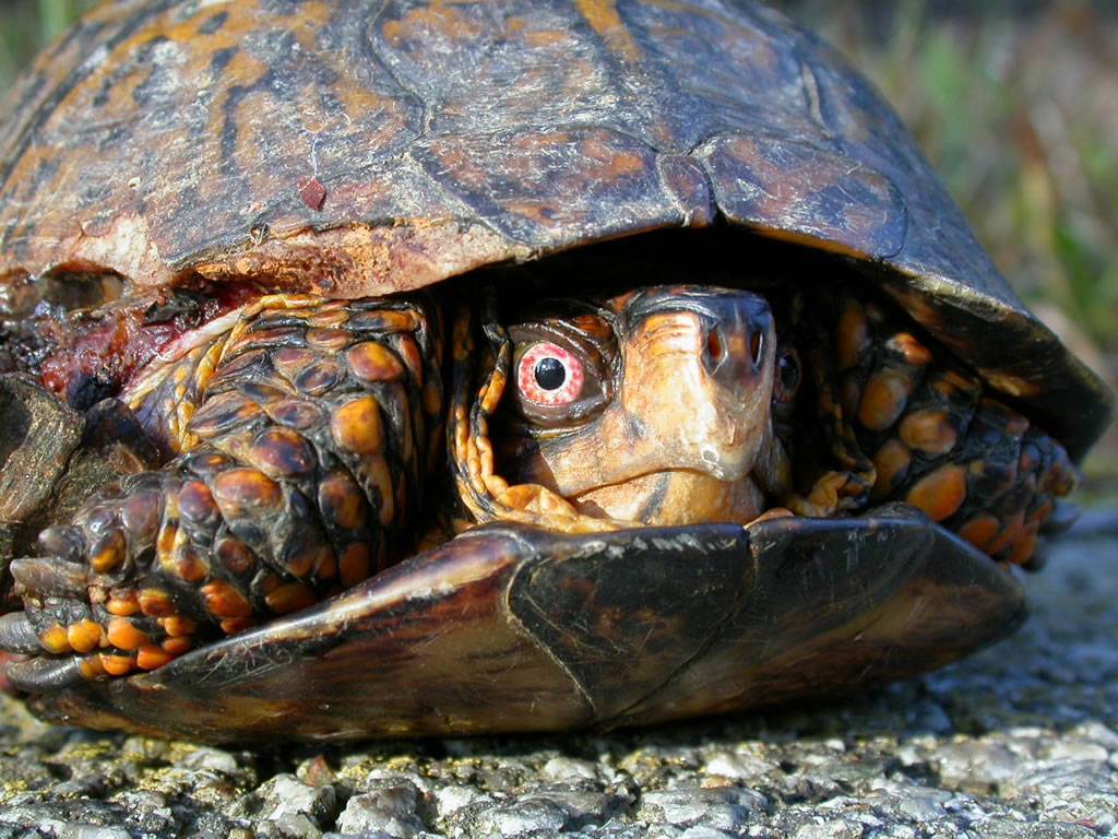 Чем питаются черепахи в природе, рацион питания морских, пресноводных и сухопутных черепах