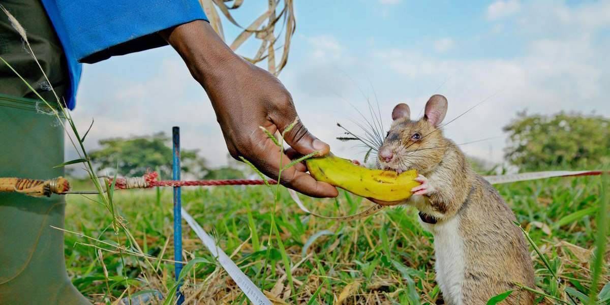 Гамбийская крыса (21 фото): описание и содержание в домашних условиях. сколько живет сумчатая крыса?