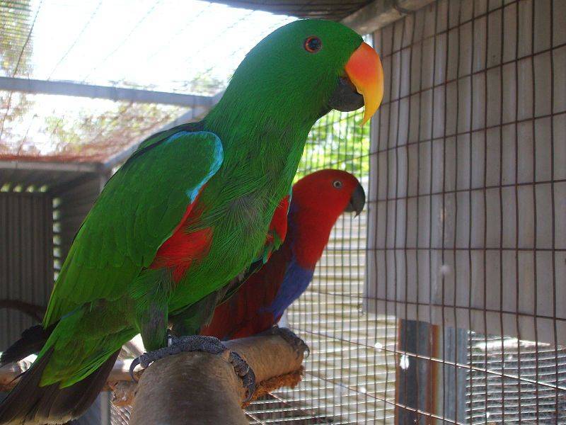 Какие породы попугаев относятся к средним по размеру