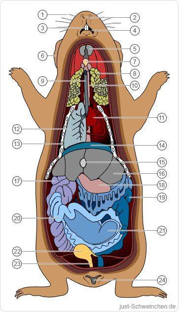 Анатомия крысы: внутреннее строение органов, особенности скелета и занимательные факты - люблю хомяков