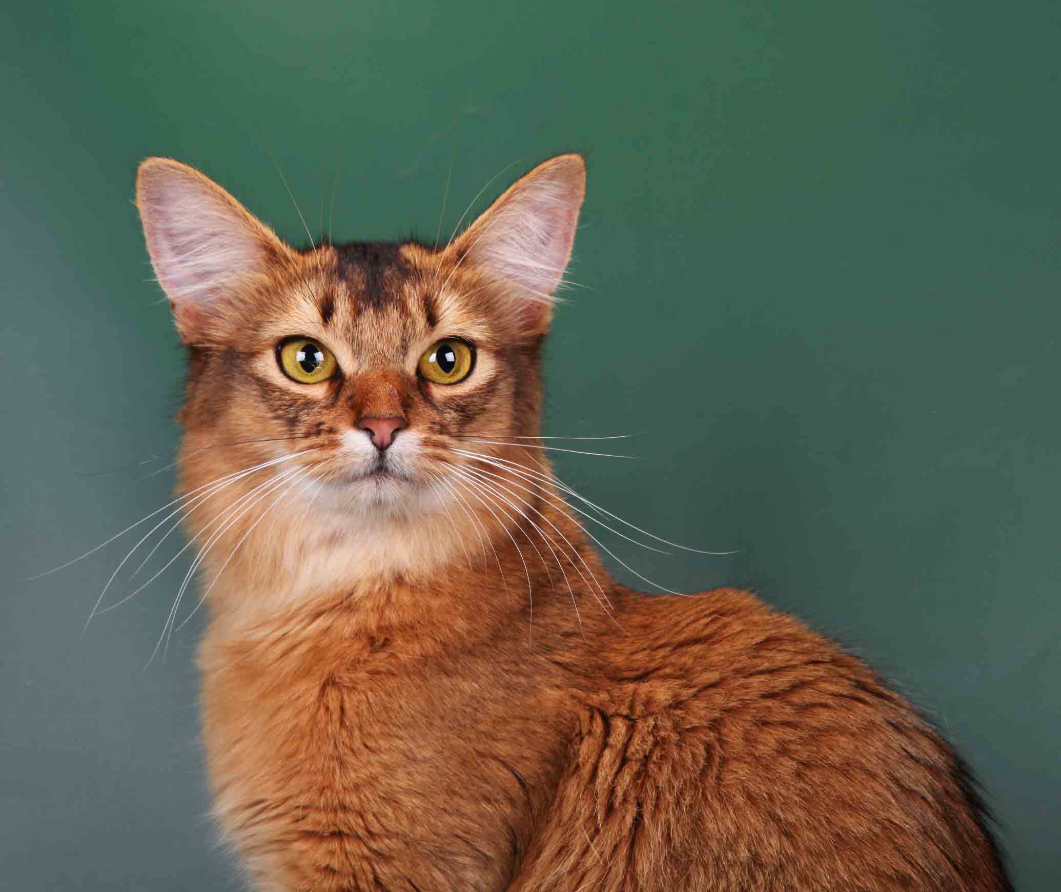 Сомалийская кошка - топ 115 фото с советами по содержанию и уходу!